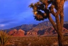 Red Rock Canyon Tour